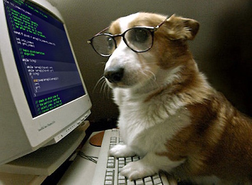 puppy on computer